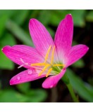 Zephyranthes Rosea, Floarea zefirului, I, Roz, bulbi, Oem