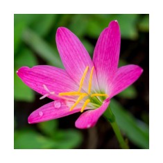 Zephyranthes Rosea, Floarea zefirului, I, Roz, bulbi