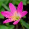 Zephyranthes Rosea, Floarea zefirului, I, Roz, bulbi