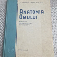 Antomia omul angeiologie glande endocrine sistemul nervos Z. Iagnov