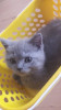 Pui british shorthair blue rasa pura