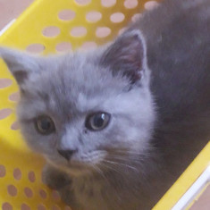 Pui british shorthair blue rasa pura