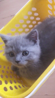 Pui british shorthair blue rasa pura foto