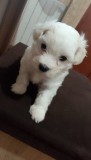 Bishon maltez, Pedigree