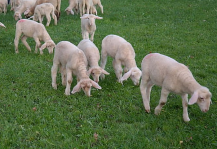 Miei mielut miel