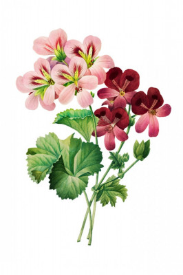 Sticker decorativ Trandafir muscata, Roz Granat, 80 cm, 1181ST foto