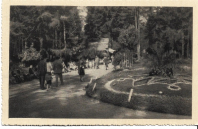 CPI Vatra Dornei Vedere din parc foto