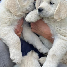 Pui de Golden Retriever