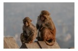 Tablou Canvas, "Priveghi de dimineață &icirc;ntre prieteni", Monkeys, Sitting, Alert, Rooftop, Overcast, Calm, Curious, 39 x 26 cm, CMCLASS