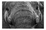 Tablou Canvas, "Povestea ridurilor unui elefant", Elefant, Impresionant, Textură, Detalii, Colți, Privire, Puternic, Majestos, 39 x 26 cm, CMCLASS