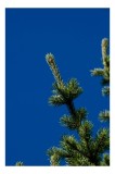 Tablou Canvas, "Brațele verzi ale coniferului sub cer", Brad, Cer, Albastru, Crengi, Verde, Natură, 26 x 39 cm, CMCLASS