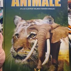 Animale. Atlas ilustrat bilingv roman-englez, 2018, 48 pag, cartonat, stare fb