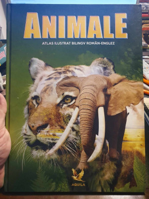 Animale. Atlas ilustrat bilingv roman-englez, 2018, 48 pag, cartonat, stare fb foto
