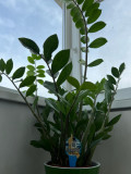 Vand planta banilor Zamioculcas Zamiifolia inaltime 60-70 cm