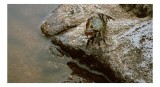 Tablou Canvas, "Crabul aventurier pe st&acirc;nca umedă", Crab, Rock, Water, Nature, Texture, Claw, Wild, Habitat, Surface, Rough, 39 x 26 cm, CMCLASS
