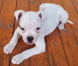 Bulldog American cauta curte noua