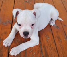 Bulldog American cauta curte noua