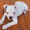 Bulldog American cauta curte noua