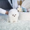 Pomeranian 2 baieti si o fetita disponibili