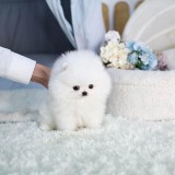 Pomeranian 2 baieti si o fetita disponibili