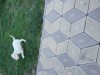 Vand 2 catei Dog Argentinian &quot;6 saptamani&quot;, [en.casa]