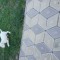 Vand 2 catei Dog Argentinian &quot;6 saptamani&quot;