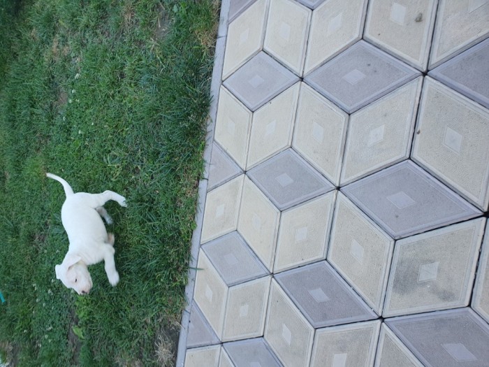 Vand 2 catei Dog Argentinian &quot;6 saptamani&quot;