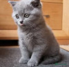 Vand puiuti British Shorthair