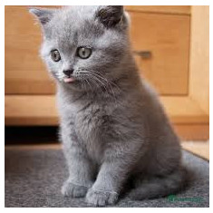 Vand pui de pisica british shorthair