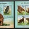 COASTA DE FILDES 2014 FAUNA ANIMALE SALBATICE LEOPARZI