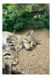 Tablou Canvas, "Timp de odihnă pentru pisică", Pisică, Relaxată, Blană, Verdeață, Pardoseală, Ochișori, Urechi, Ștrengărie, Ghemuită, Odihnă, 26 x 39