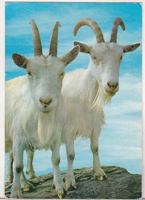 bnk cp Fauna - cornute - necirculata foto