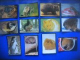 HOPCT LOT NR 56 / 12 CARTONASE -ANIMALE ROZATOARE / FAUNA- ITALIA