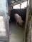 Animale domestice - 4
