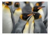 Tablou Canvas, "&Icirc;mpreună sub cerul polar", Pinguini, Imperiali, Grațioși, Eleganți, Comunitate, Antarctic, Colorit, Regal, Socializare, Contrast., 39