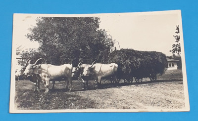 Carte Postala veche perioada interbelica anii 1920 - 1930 CAR CU BOI foto