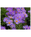 Aster Wargrave Pink, 1 buc, Radacina, 50cm, 5-6 fire, Floare de vara, Roz