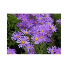 Aster Wargrave, 1 buc, Radacina, 50cm, 5-6