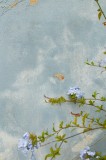 Tablou Canvas Flori Delicate pe Perete Albastru Natură Contrast Minimalism, 26 x 39 cm, CMCLASS