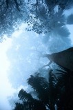 Tablou Canvas, "Misterul pădurii &icirc;nvăluite &icirc;n ceață", Ceață, Pădure, &Icirc;nălțime, Frunziș, Lume, Arbori, Mister, Lumină, Natură, Siluete, 26 x 39 cm, CMC