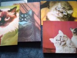 20 CARTI POSTALE SI FELICITARI PISICI