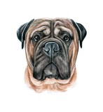 Cumpara ieftin Sticker decorativ Caine Bullmastiff , Maro, 60 cm, 3710ST, Oem