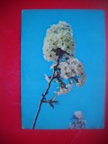HOPCT 25108 FLORI -FELICITARE ANIVERSARA -CP VECHE -IP--INTREG POSTAL - ROMANIA - CIRCULATA