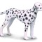 Figurina Dalmatian - Collecta