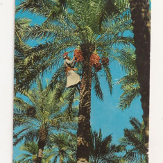 FA23-Carte Postala- IRAQ - Farmer plucking dates , circulata 1973