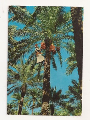 FA23-Carte Postala- IRAQ - Farmer plucking dates , circulata 1973 foto