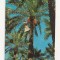 FA23-Carte Postala- IRAQ - Farmer plucking dates , circulata 1973