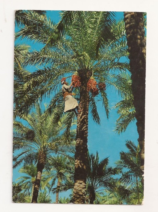 FA23-Carte Postala- IRAQ - Farmer plucking dates , circulata 1973
