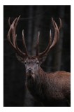 Tablou Canvas, "Stăp&acirc;nul pădurii &icirc;ntunecate veghează", Majestic, Stag, Antlers, Forest, Noble, Wild, Serene, Powerful, 26 x 39 cm, CMCLASS