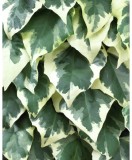 Planta Iedera, Hedera colchica Dentata Variegata P9, ghiveci 9cm, Oem